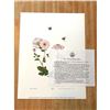 Image 3 : Limited Edition Print, Bumble Bees and Chrysanthemums