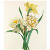 Image 1 : After Pierre-Jospeh Redoute, Floral Print, #82 Narcisses, Daffadil