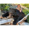 Image 1 : CANADIAN GUIDE OUTFITTERS: 5-Day Vancouver Island Black Bear Hunt for One Hunter in Canada
