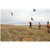 Image 2 : PAUL NELSON FARM: 2-Day/3-Night Pheasant Hunt for Two Hunters in South Dakota with General Charles D