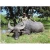 Image 2 : RECORDBUCK RANCH: 2-Day/3-Night Asiatic Water Buffalo Hunt for up to Two Hunters in Texas