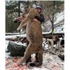 Image 3 : Alberta: 8 Day Exclusive Trophy Mountain Lion with hounds for 1 Hunter