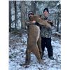 Image 6 : Alberta: 8 Day Exclusive Trophy Mountain Lion with hounds for 1 Hunter