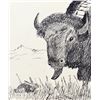 Image 2 : Original Pen and Ink Buffalo Painting by Camel
