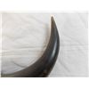 Image 4 : Bull Horn - 22" wide (synthetic)