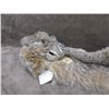 Image 3 : Lynx Pelt Tanned