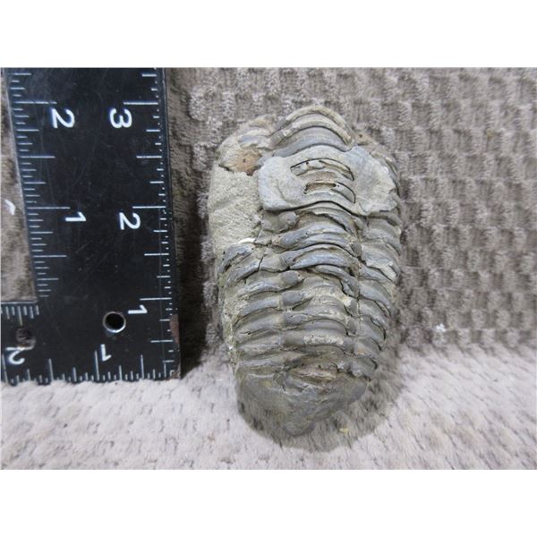 Trilobite Fossil