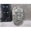 Image 1 : Trilobite Fossil