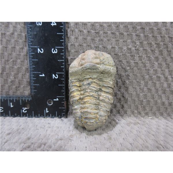 Trilobite Fossil