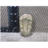 Image 1 : Trilobite Fossil