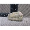 Image 3 : Trilobite Fossil