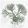Image 3 : Harry Bertoia untitled (Bush Form)