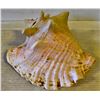 Image 1 : LARGE CONCH SHELL