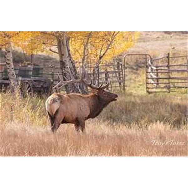 Tony's Trophy Elk Hunts