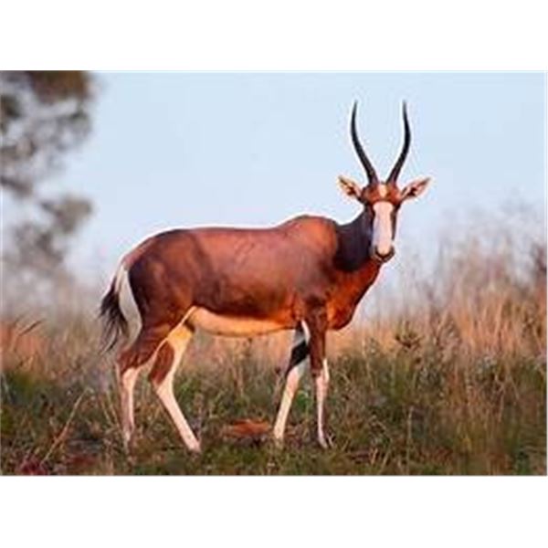 Thormahlen & Cochran