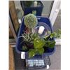 Image 1 : TOTE OF ARTIFICIAL PLANTS AND DECOR