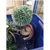 Image 2 : TOTE OF ARTIFICIAL PLANTS AND DECOR