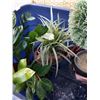 Image 3 : TOTE OF ARTIFICIAL PLANTS AND DECOR