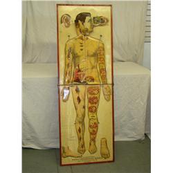 White's Physiological Mannequin