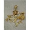 Image 1 : Two Small Skeletons