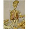 Image 2 : Two Small Skeletons