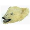 Image 1 : Mounted white Polar Bear head