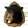 Image 1 : Mounted brown bear head on walnut plaque.