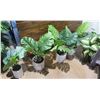 Image 1 : Qty 5 Artificial Potted Plants & Ferns