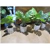 Image 2 : Qty 5 Artificial Potted Plants & Ferns