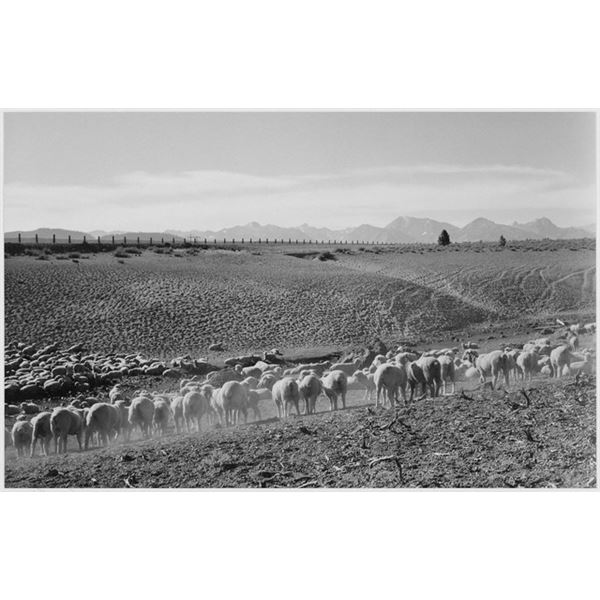 Adams - Flock in Owens Valley 2, 1941