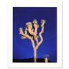 Image 1 : Joshua Tree by Sheer, Robert by Sheer, Robert