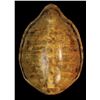 Image 1 : LARGE GREEN SEA TURTLE SHELL