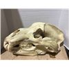 Image 1 : (New) Polar Bear Skull From "Bone Clones"