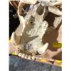Image 2 : (New) Polar Bear Skull From "Bone Clones"