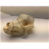 Image 1 : Dog Skull from "Bone Clones"