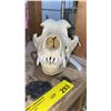 Image 2 : Dog Skull from "Bone Clones"