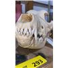 Image 3 : Dog Skull from "Bone Clones"