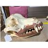 Image 1 : Dog Skull from :Bone Clones