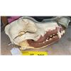 Image 2 : Dog Skull from :Bone Clones