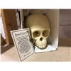 Image 1 : (New) Infant Neonate Chimpanzee Skull From "Bone Clones"