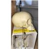 Image 2 : (New) Infant Neonate Chimpanzee Skull From "Bone Clones"
