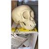 Image 3 : (New) Infant Neonate Chimpanzee Skull From "Bone Clones"