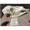 Image 1 : (New) Female White-Tailed Deer Skull - From "Bone Clones"