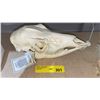 Image 2 : (New) Female White-Tailed Deer Skull - From "Bone Clones"