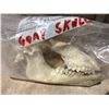Image 1 : Real Goat Skull