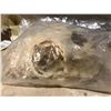 Image 2 : Real Goat Skull