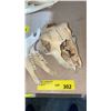 Image 3 : Real Goat Skull