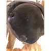 Image 1 : "Bates Motel" - Actor "T.Edun" -  "Marcus Young" Head wound mold made of Ultra/1630 &  Actor "Vincen