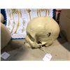 Image 2 : Generic Skull - Missing bottom jaw