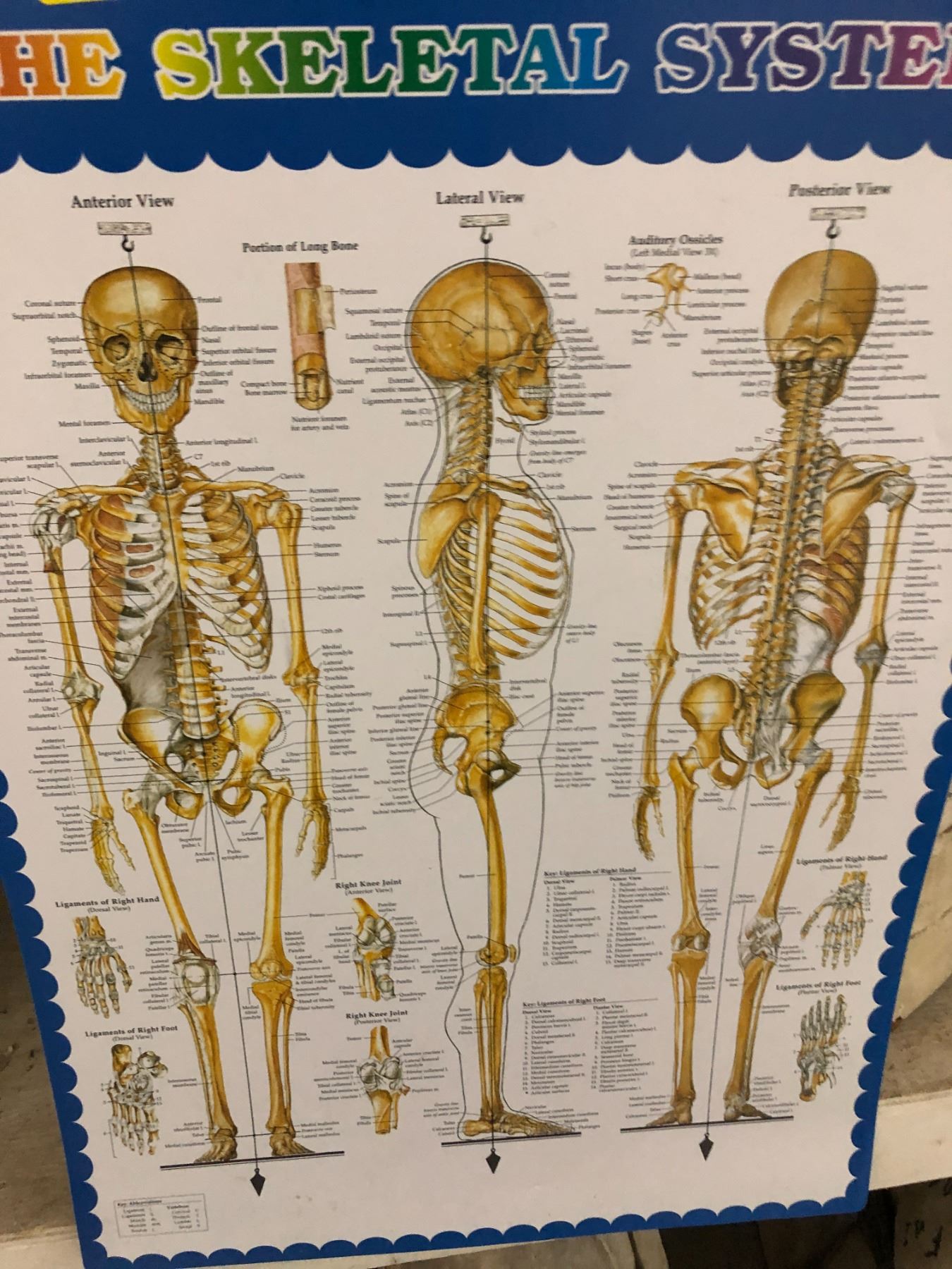 Generic Skeleton Parts & Skeletal system charts